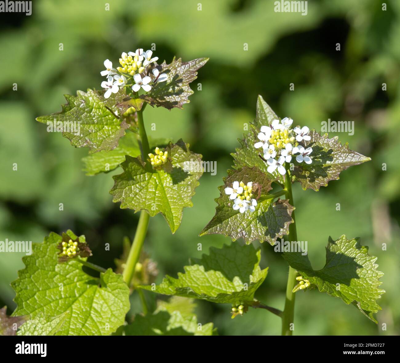 Fiori di arlic senape Alliaria petiolata in un Somerset siepe fondo UK Foto Stock