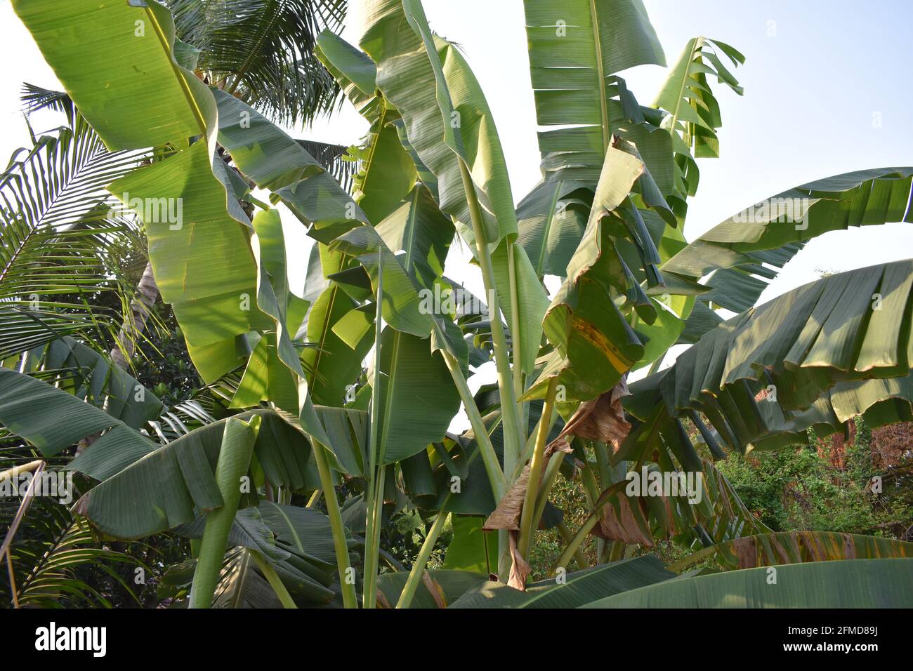 Vista sulle banane nella zona forestale in chennai. Foto Stock