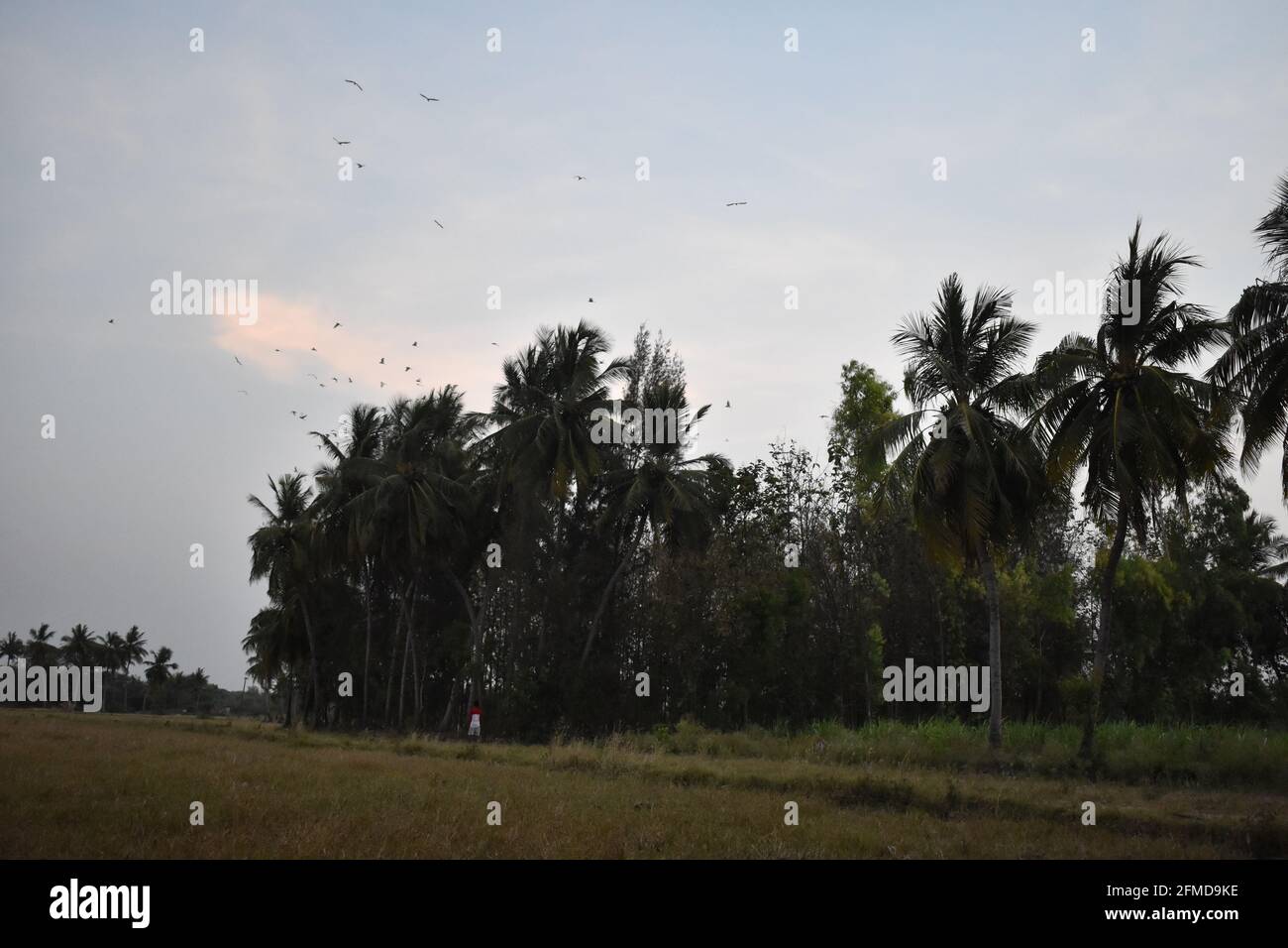 Splendida vista panoramica di un tramonto in Kerala. Alberi di cocco sfondo. Foto Stock