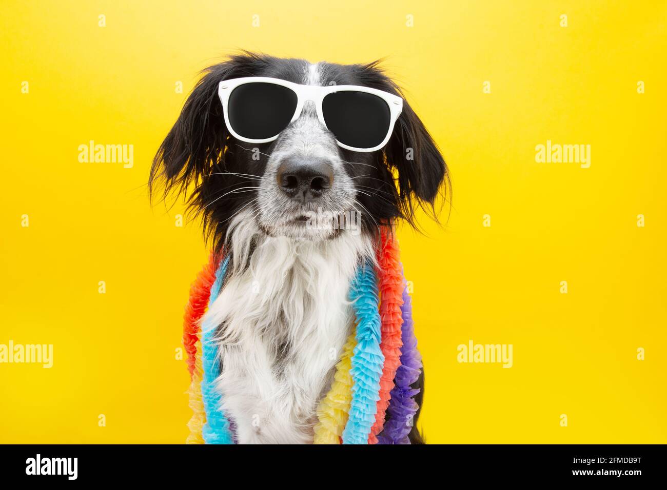 Estate divertente cane con occhiali da sole e colorati garlands hawaiiani. Fare un volto divertente. Isolato su sfondo giallo. Foto Stock