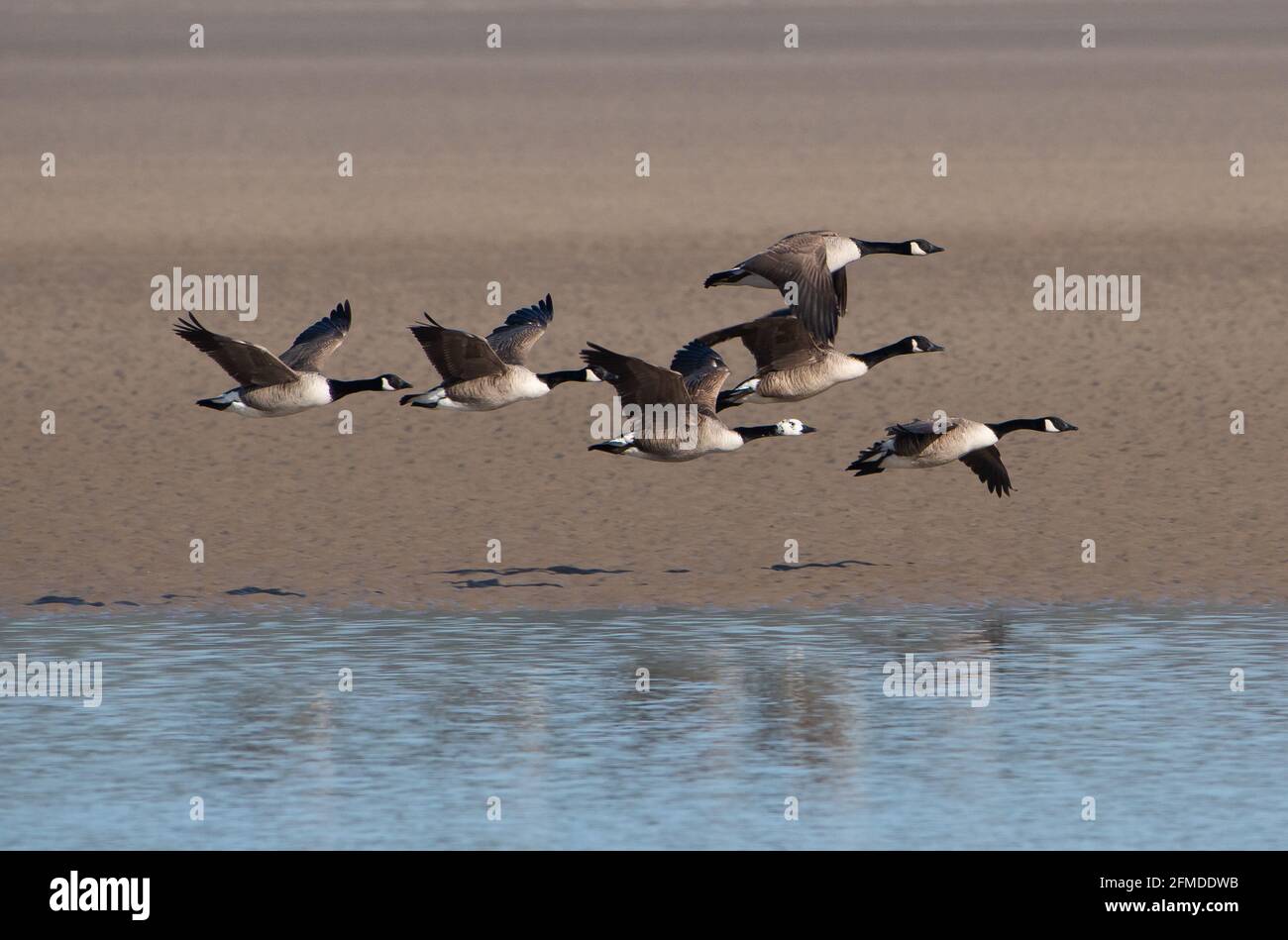 Sei oche canadesi che volano sul mare, Arnside, Cumbria, Regno Unito Foto Stock