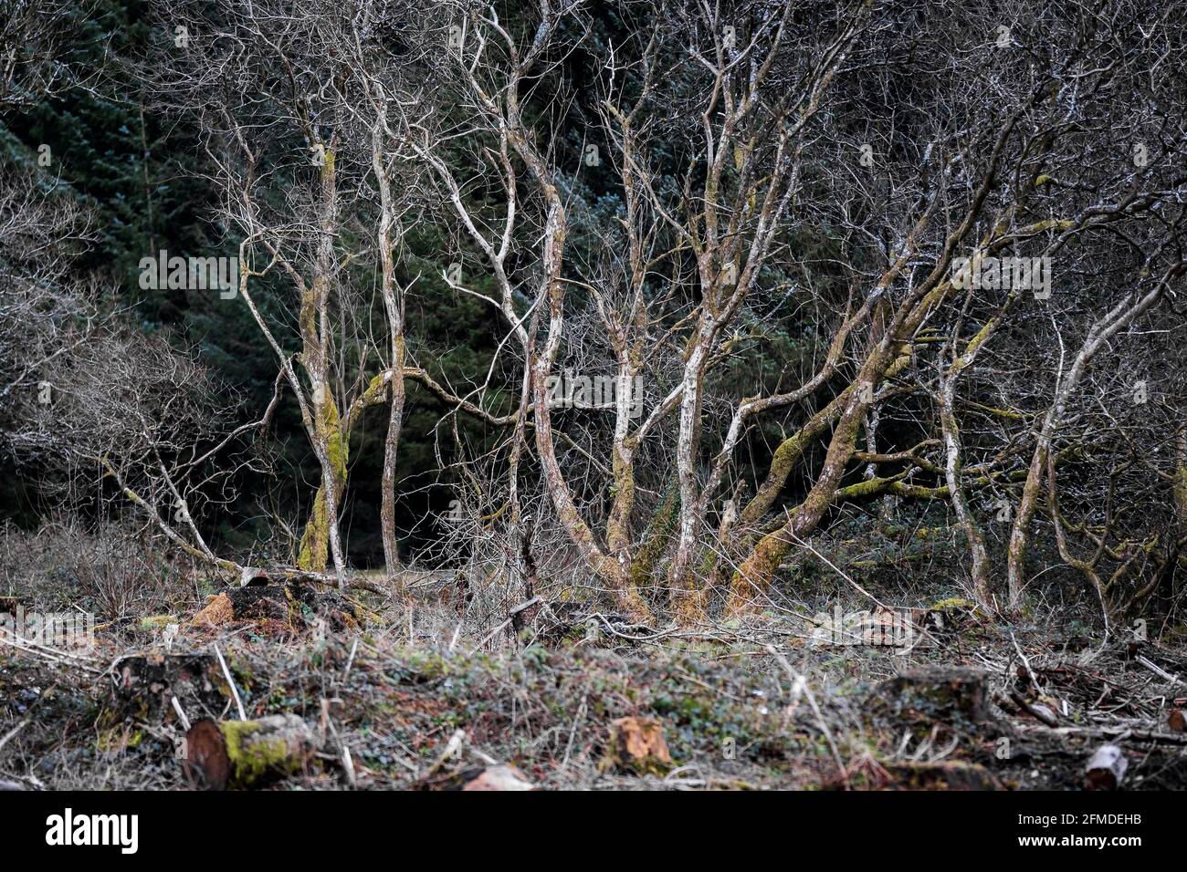 Alberi intrecciati e gnarled in un bosco. Foto Stock