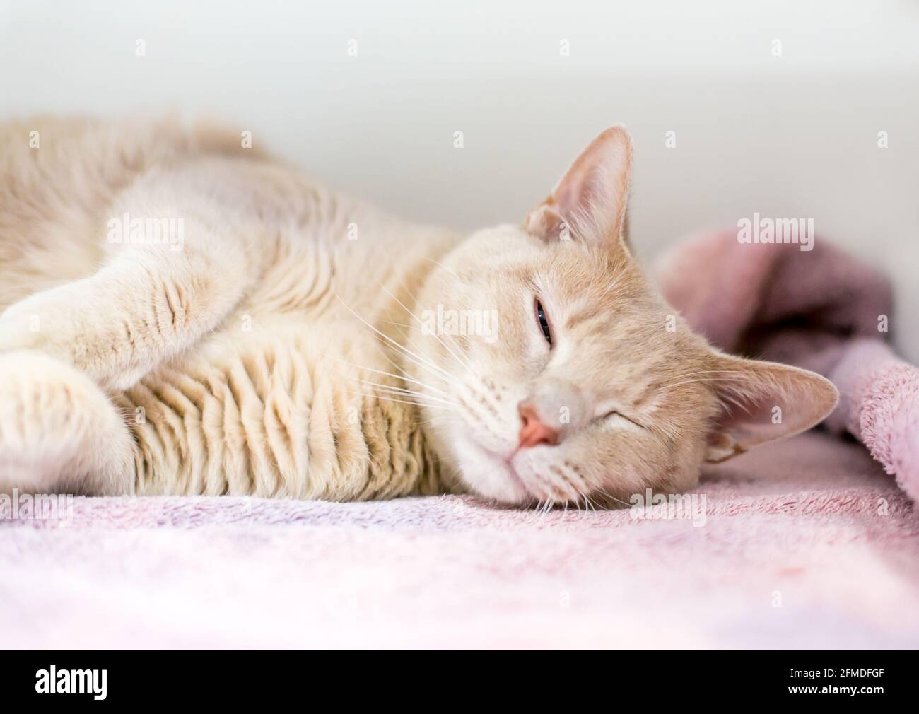 Un pigro tabby shorthair gatto dormendo su una coperta Foto Stock