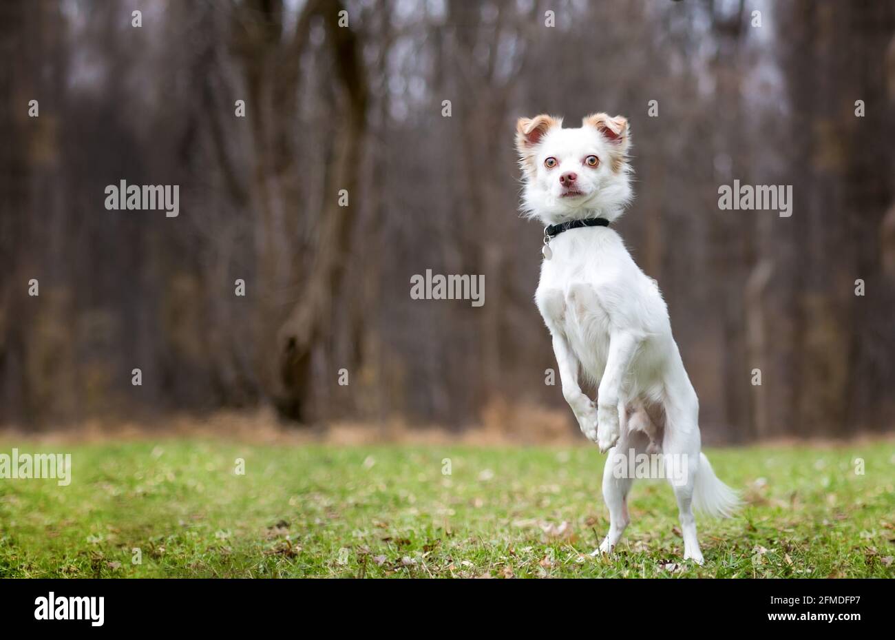 Un cane di razza mista Chihuahua in piedi sulla sua buccia gambe e implorare Foto Stock