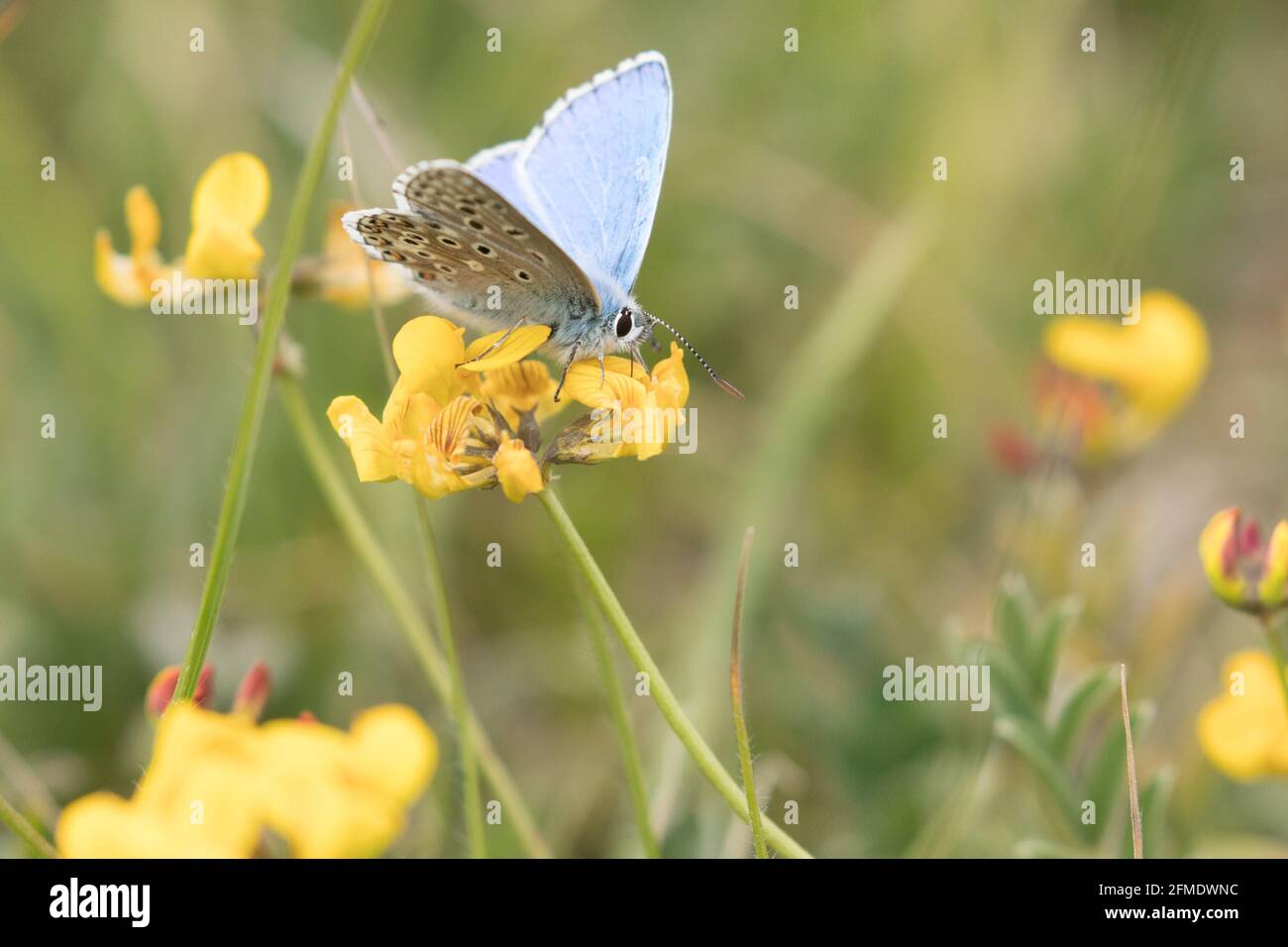 Adonis blu (Polyommatus bellargus) farfalla di alimentazione su ferro di cavallo vetch (Hippoceppis comosa). Dorset, Regno Unito. Foto Stock