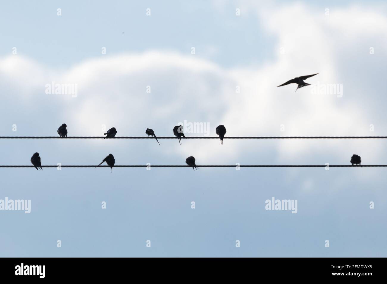 Swallows (Hirundo rustica) e casa martins (Delichon urbicum) appollaiati sul filo durante la migrazione di primavera. Sussex, Regno Unito. Foto Stock