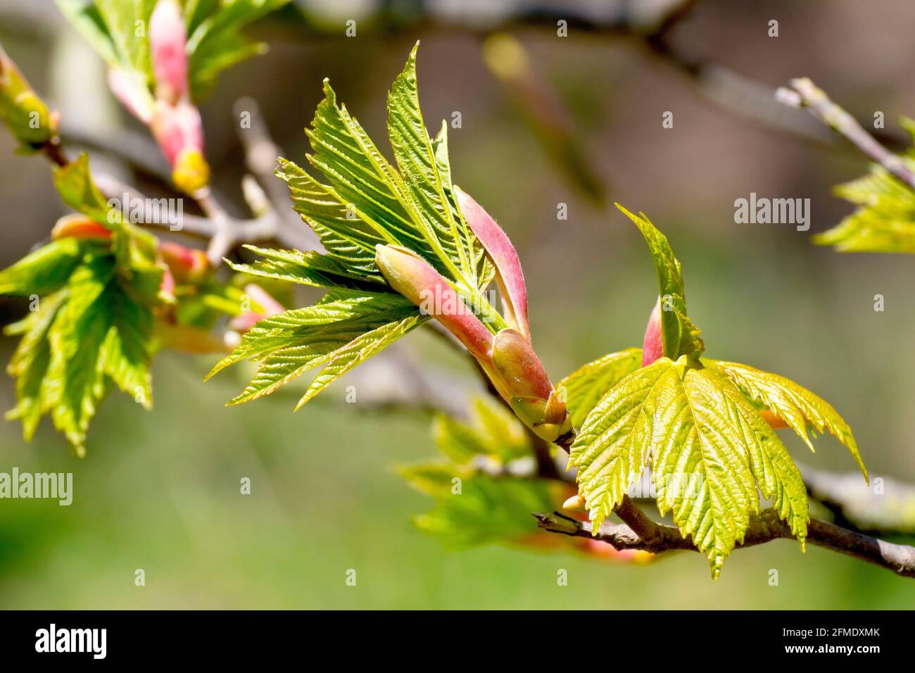 Sycamore (acer pseudoplatanus), primo piano delle nuove foglie che appaiono sull'albero in primavera. Foto Stock