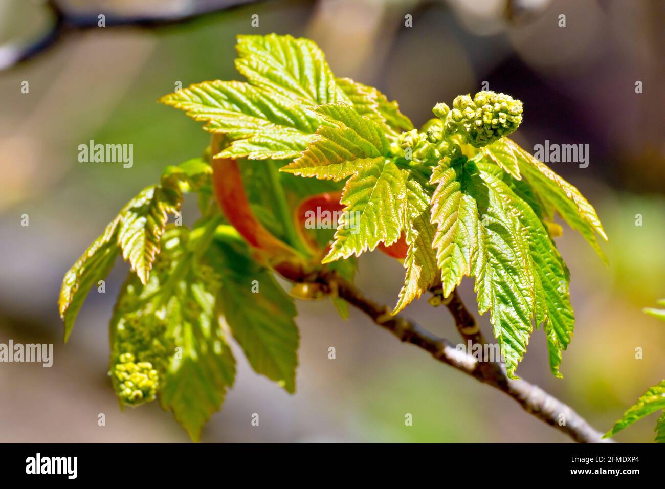 Sycamore (acer pseudoplatanus), primo piano delle nuove foglie che appaiono sull'albero in primavera insieme alle gemme di fiori. Foto Stock