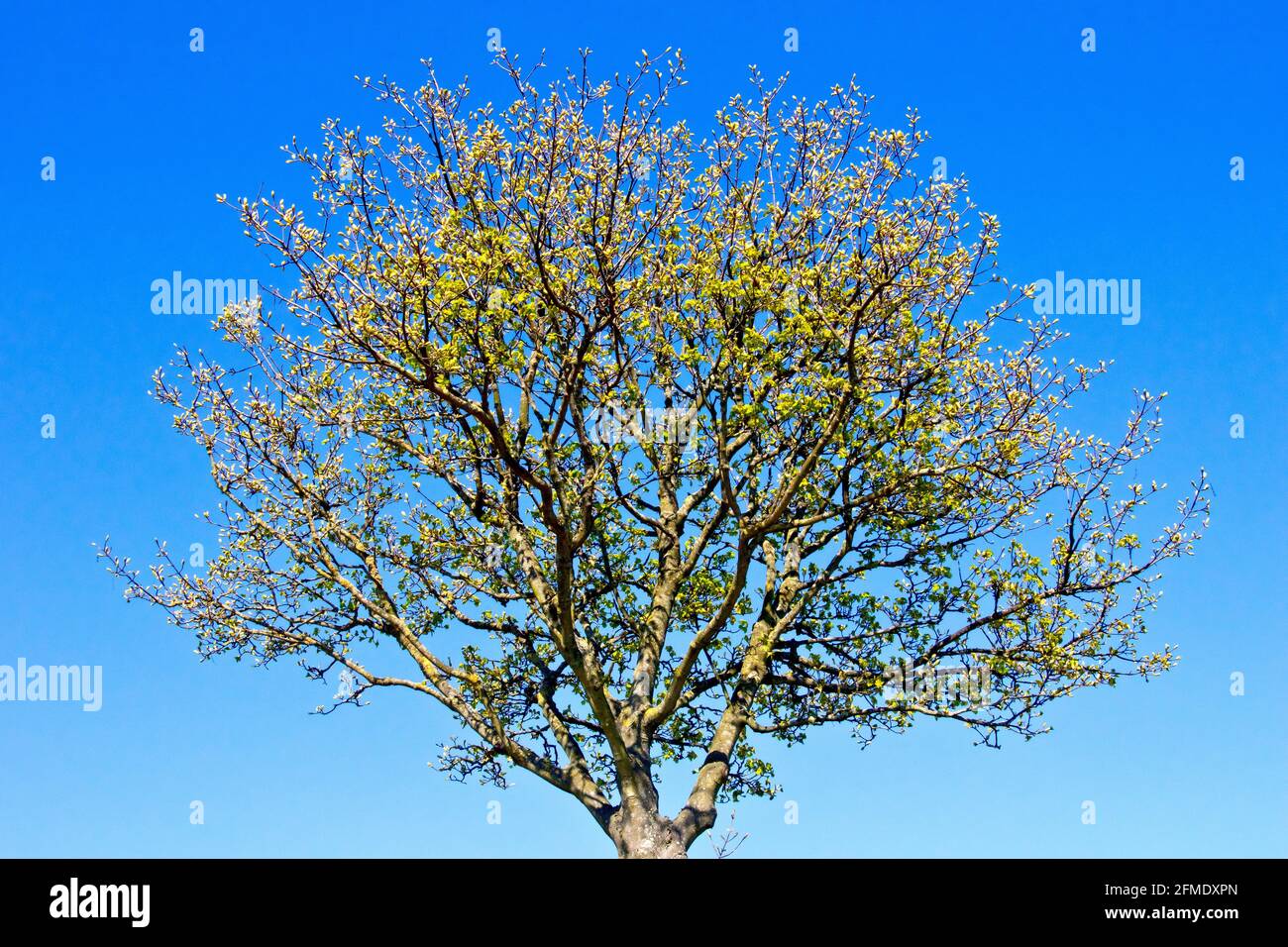 Sycamore (acer pseudoplatanus), che mostra un giovane albero solitario che entra in foglia contro un cielo di primavera blu chiaro. Foto Stock