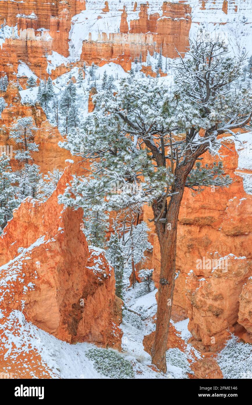 neve sugli hoodoos lungo il sentiero del giardino delle regine nel parco nazionale del canyon di bryce, utah Foto Stock