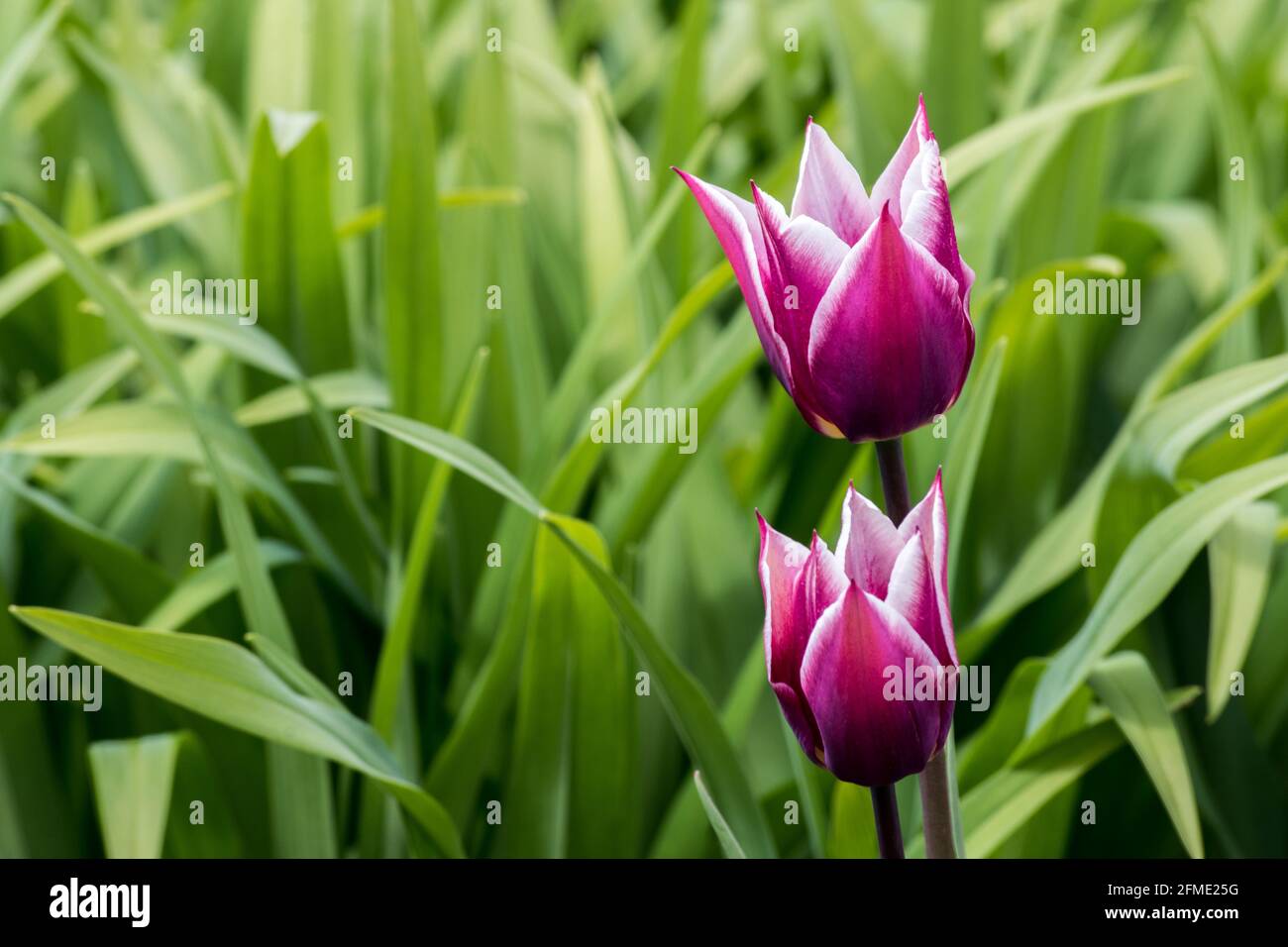Tulipani rossi e bianchi in un giardino contro un verde sfondo Foto Stock