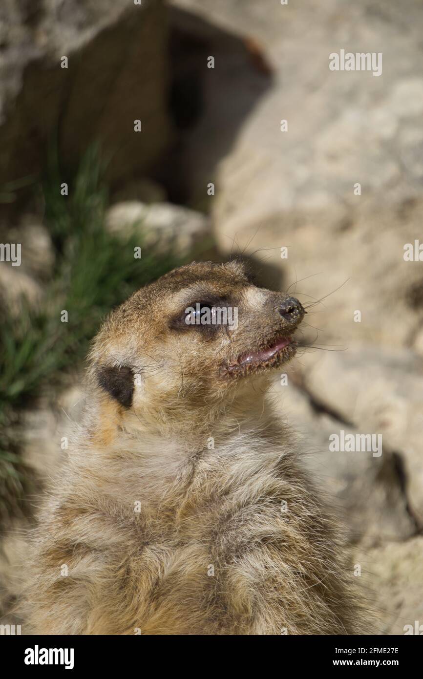 meerkat in un parco naturale e riserva di animali, situato nella Sierra de Aitana, Alicante, Spagna. Ritratto Foto Stock