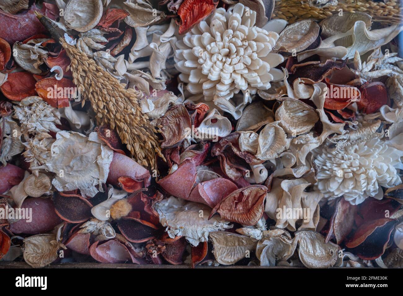 Avignone, Francia - 7 luglio 2020: Fiori secchi decorativi e piante Foto Stock