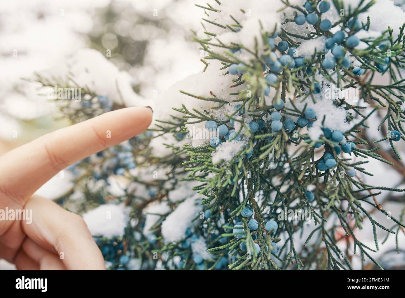 Rami di pino e bacche nella neve. Il dito della donna raggiunge le bacche di ginepro. Foto in colori caldi per le cartoline. Cespuglio di conifere è coperto di gelo. Concetto di nuovo anno e Natale. Foto Stock