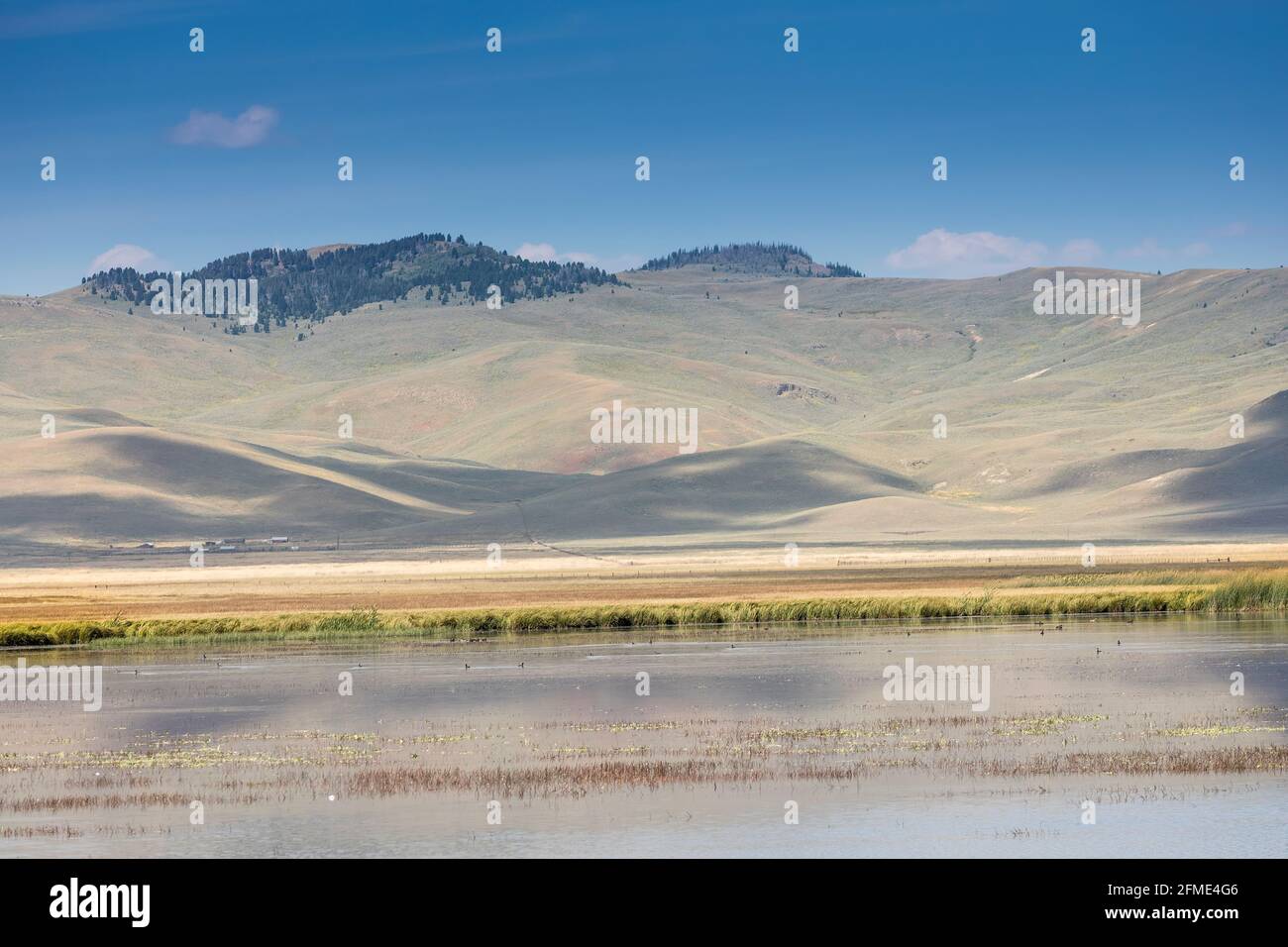 Birds on Lake, Red Rock Lakes National Wildlife Refuge, Montana, USA Foto Stock