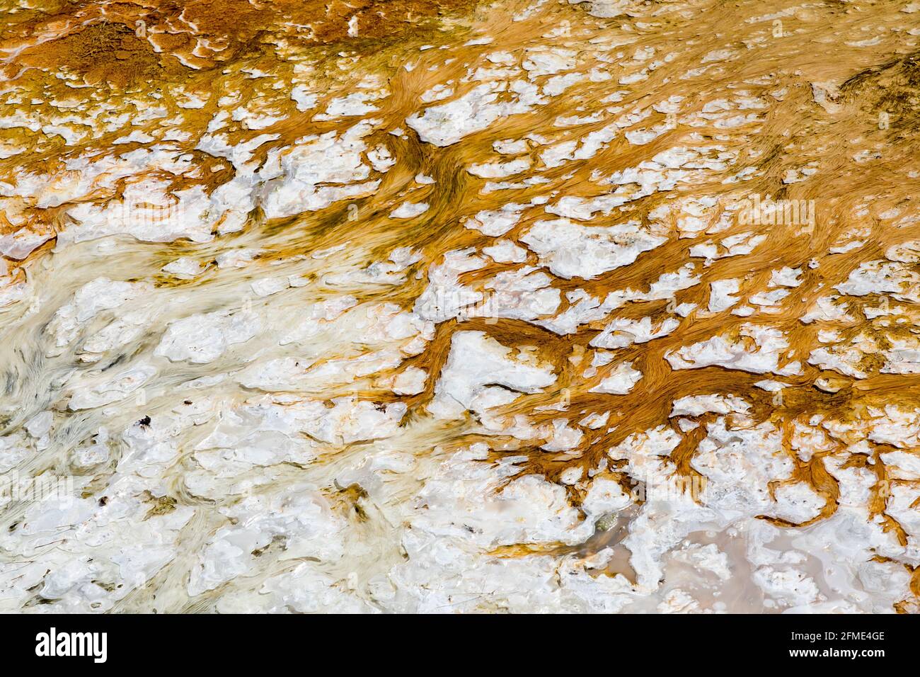 Modelli di termofila, sorgenti termali di Mammoth, Parco Nazionale di Yellowstone, Wyoming, Stati Uniti Foto Stock