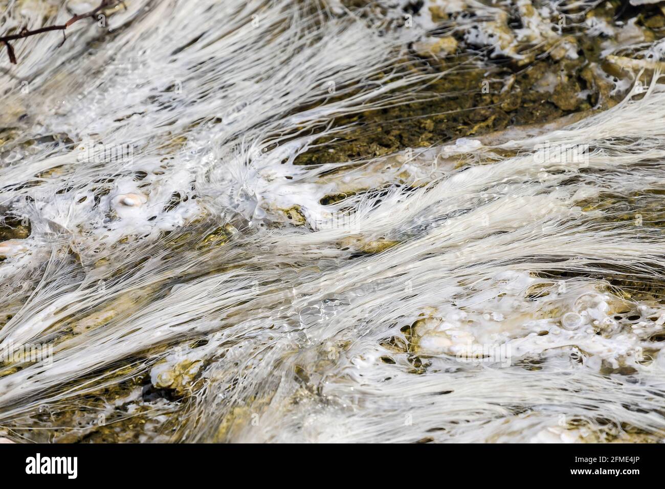 La crescita delle termofile, le sorgenti termali di Mammoth, il parco nazionale di Yellowstone, Wyoming, Stati Uniti Foto Stock