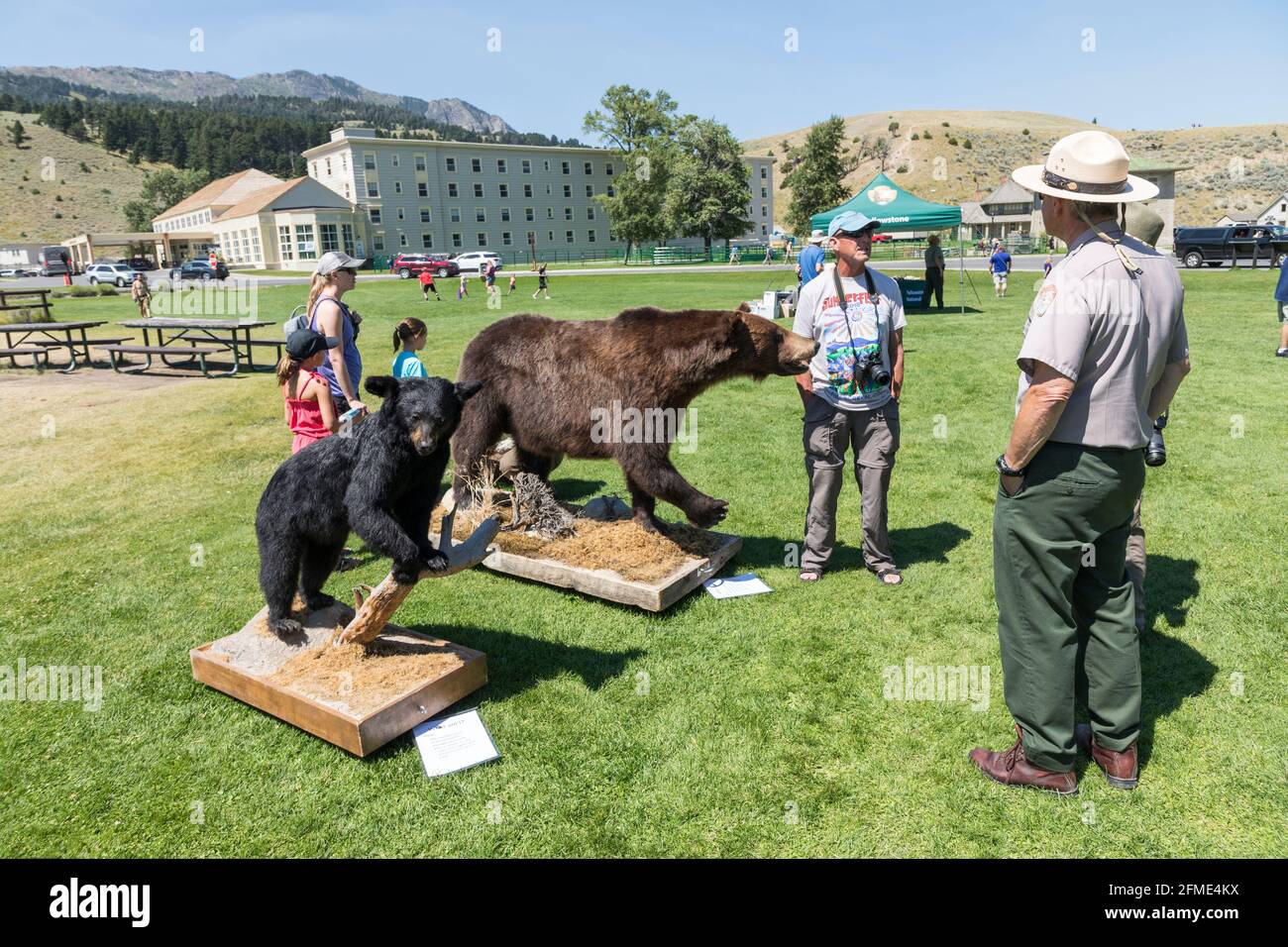 Allenamento di sensibilizzazione all'orso, Mammoth Hot Springs, Yellowstone National Park, Wyoming, USA Foto Stock