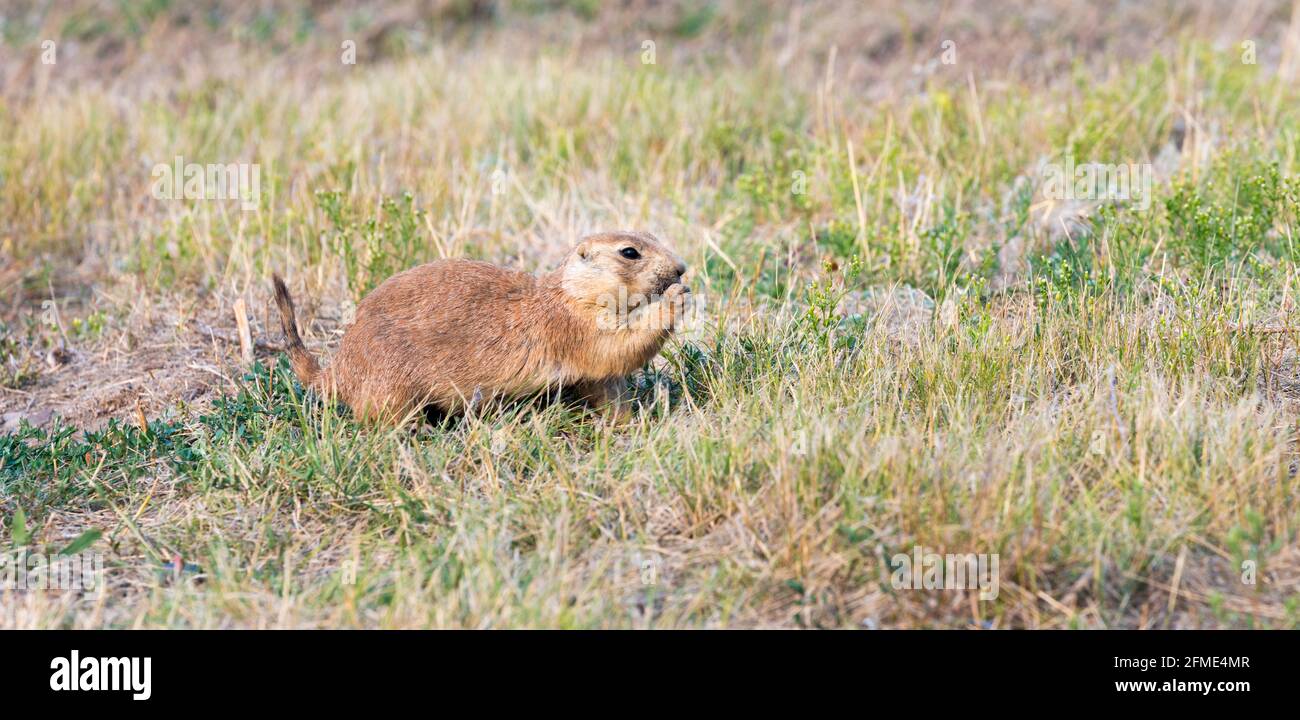 Cane della prateria dalla coda nera, Cynomys ludovicianus, Graycliff Prairie Dog Town state Park, Greycliff, Montana, USA Foto Stock