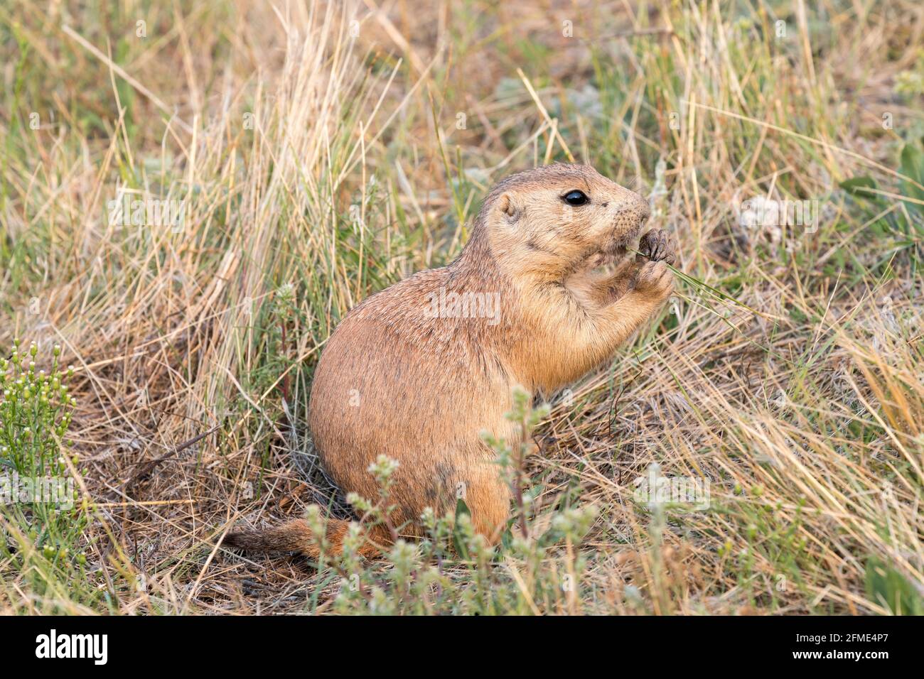 Cane della prateria dalla coda nera, Cynomys ludovicianus, Graycliff Prairie Dog Town state Park, Greycliff, Montana, USA Foto Stock