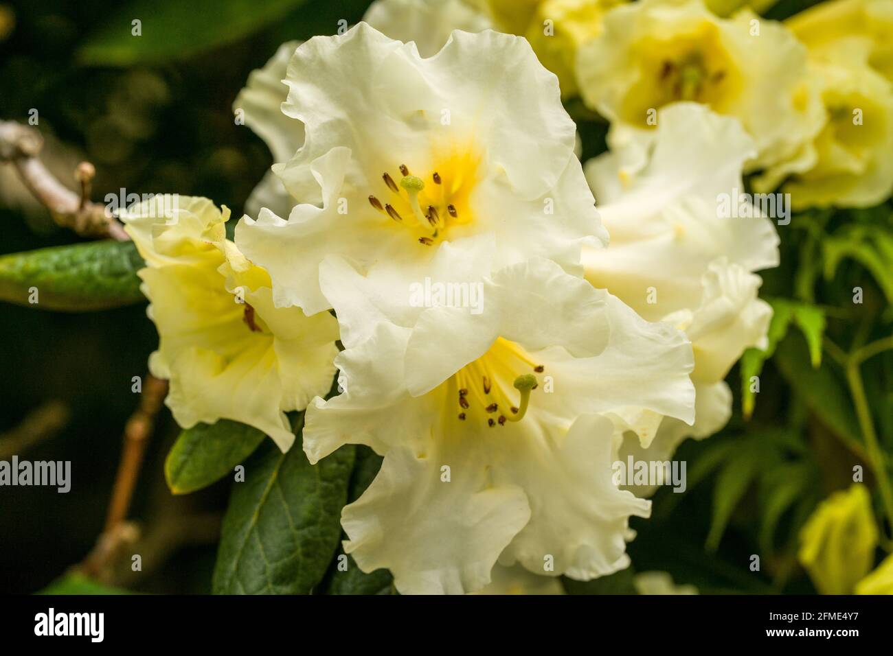 rhododendron fiore giallo Foto Stock