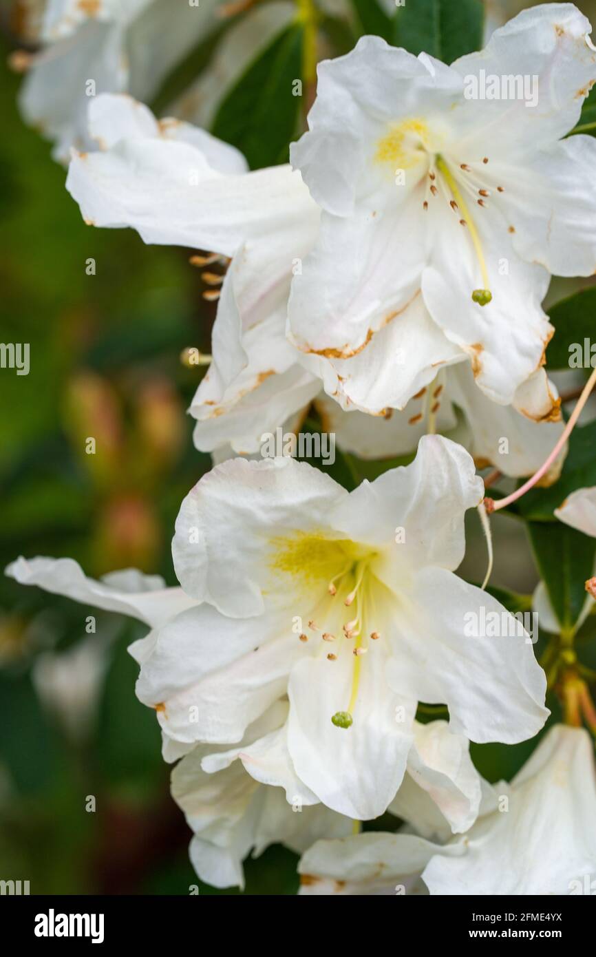 Fiore di rododendro Foto Stock