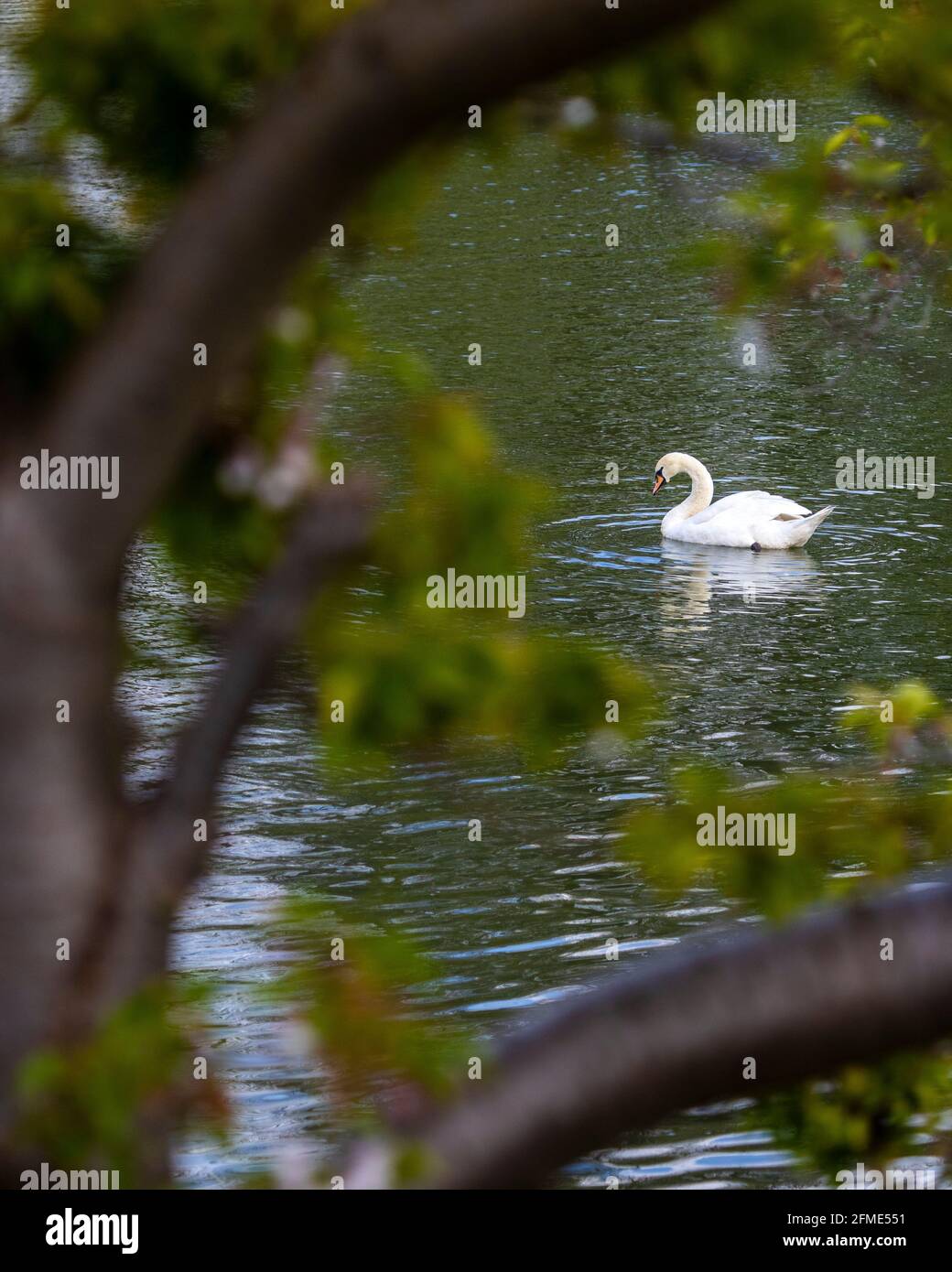 Guardando attraverso il fogliame ad un cigno nel fossato al Castello di Leeds a Kent, Regno Unito. Foto Stock