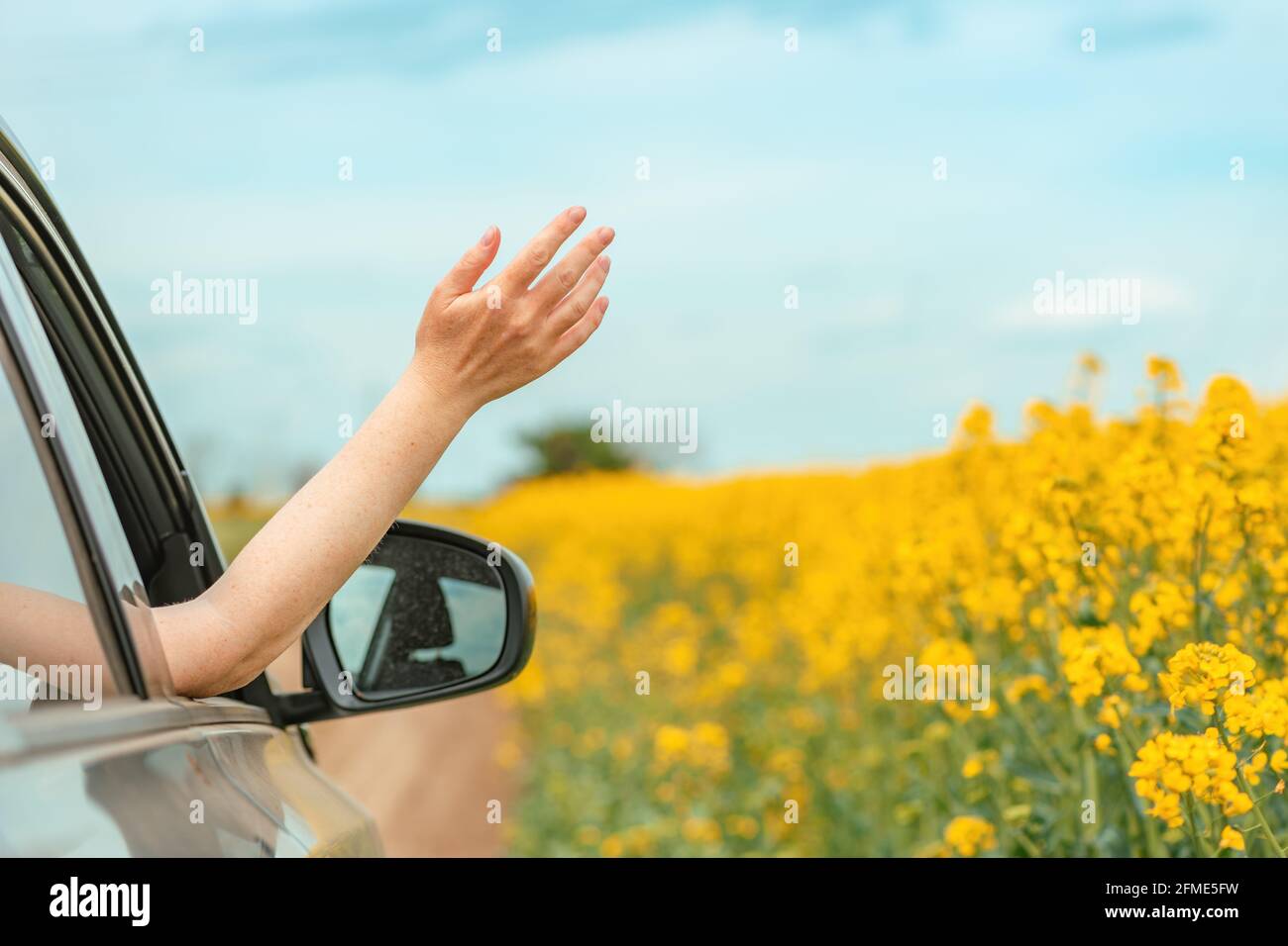 Donna che ama viaggiare in auto attraverso il paesaggio fiorito della campagna di colza in estate, mano che raggiunge il finestrino, fuoco selettivo Foto Stock