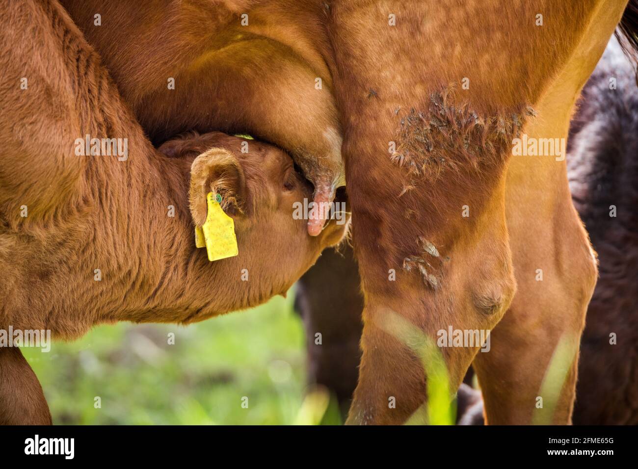 un vitello è permesso di stare con la madre nel prato ed è naturalmente succhiato con il latte della madre. natura pura migliore benessere animale Foto Stock