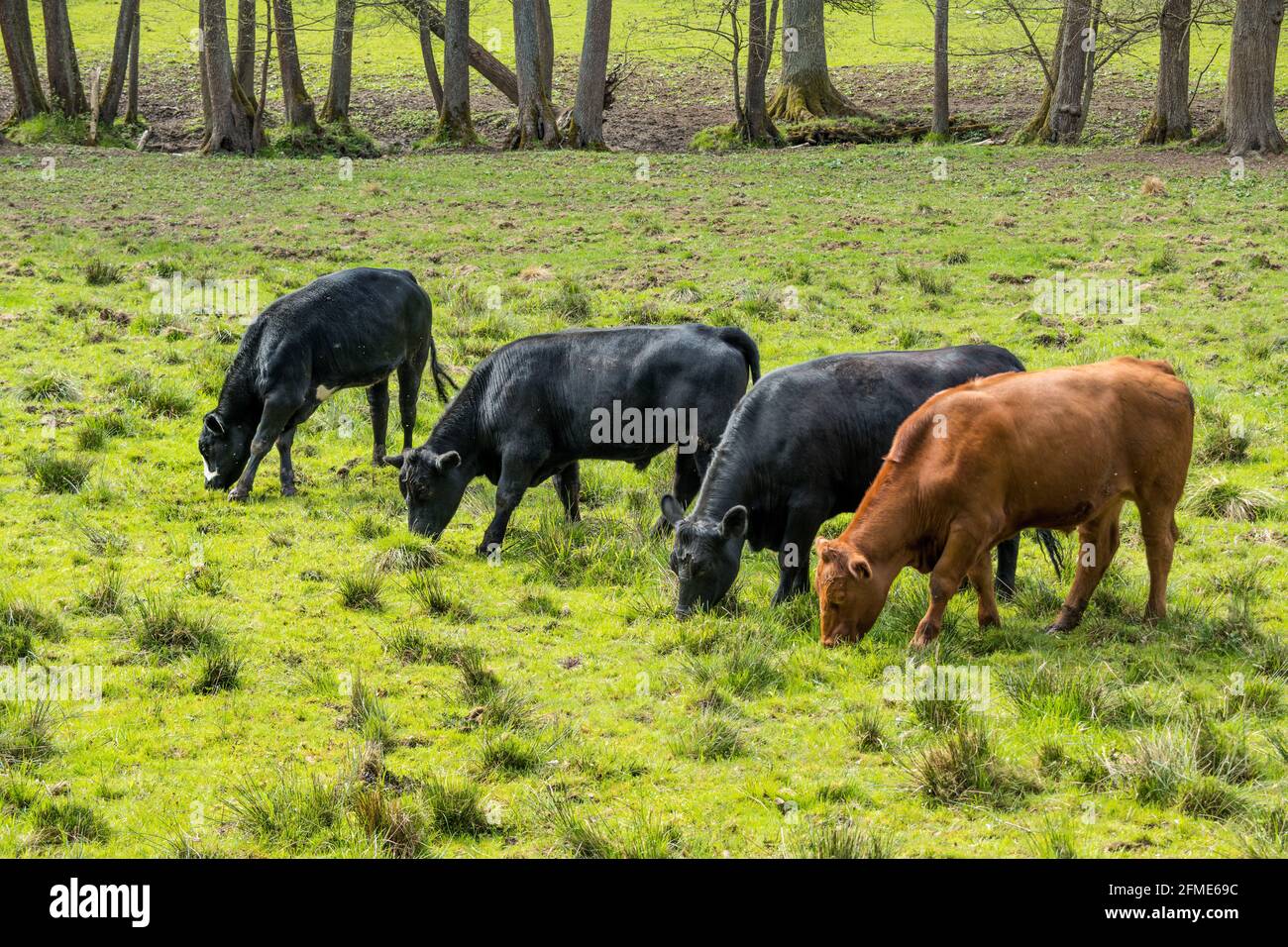 le vacche felici possono crescere in ambiente naturale, specie-appropriato, benessere degli animali Foto Stock