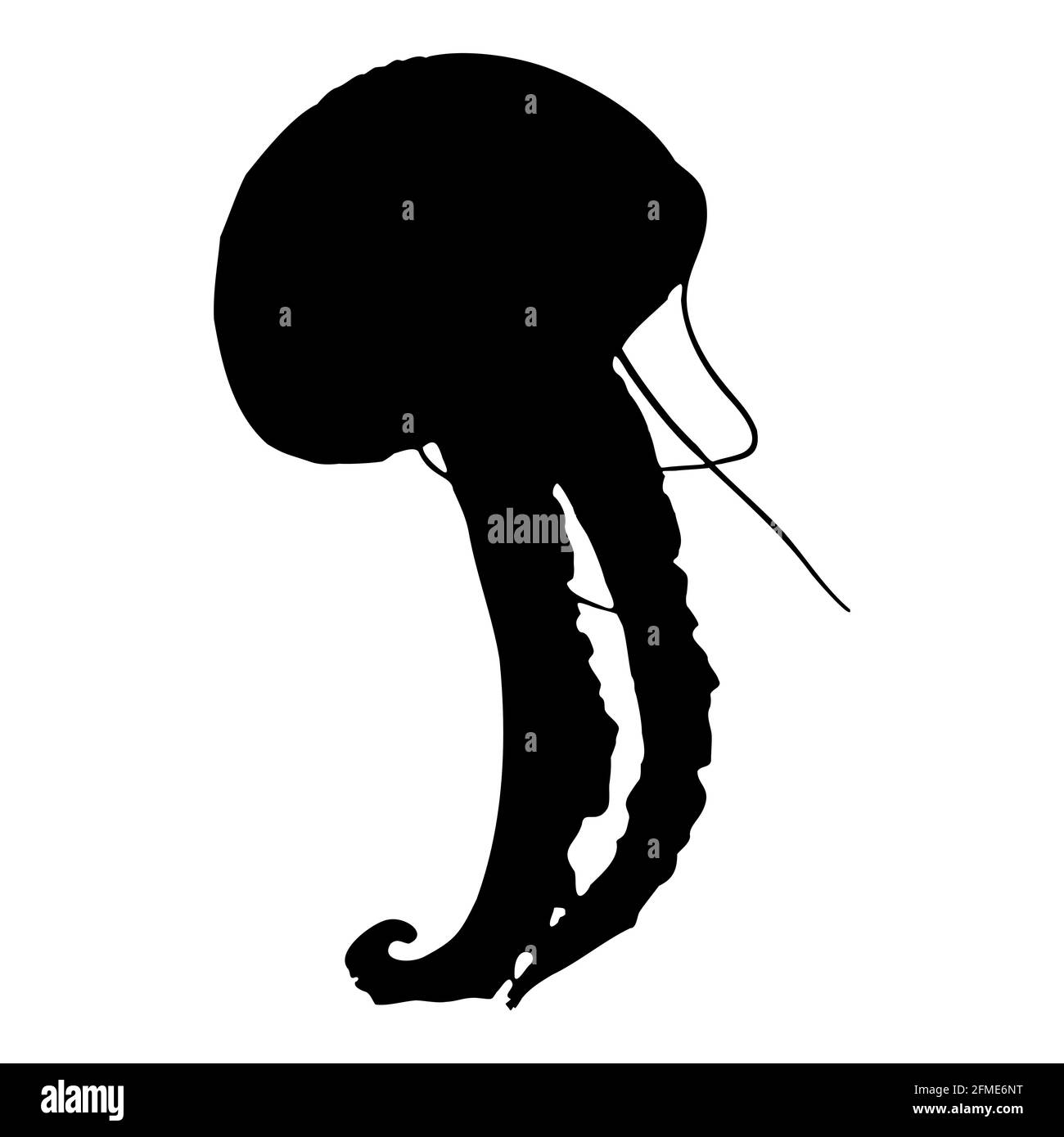 Profilo nero isolato di una medusa di mare su sfondo bianco. Vista laterale. Grafica vettoriale EPS 10 Illustrazione Vettoriale