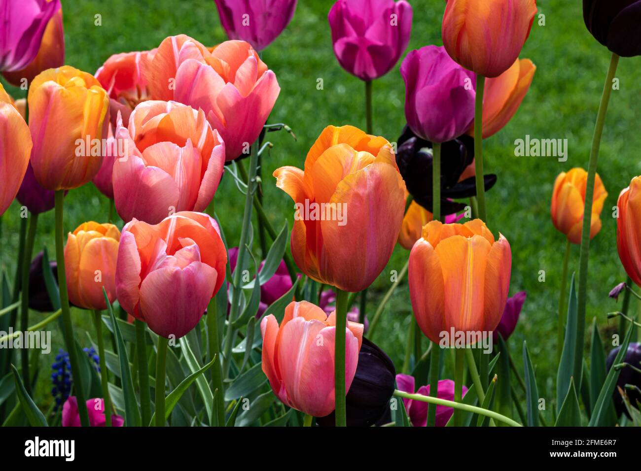 Closeup di tulipani, vari colori. Campo verde di erba sullo sfondo. Foto Stock