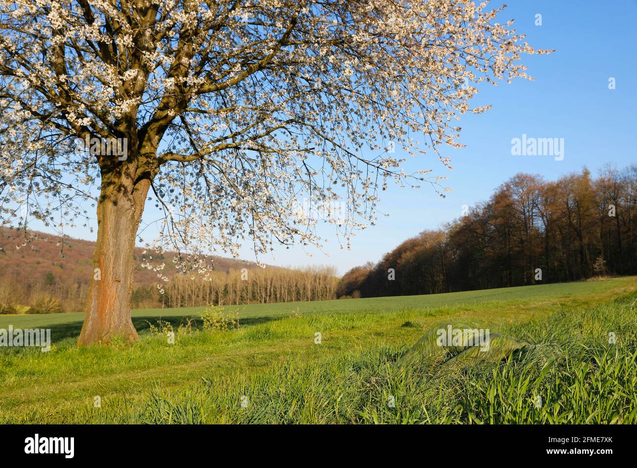 Natura Arte: Cherry Blossom photoshooting con modello Lana come bodypainting erba a Groeninger Feld in Hameln, il 5 maggio 2021 - Bodypainting artist: Joerg Duesterwald Foto Stock