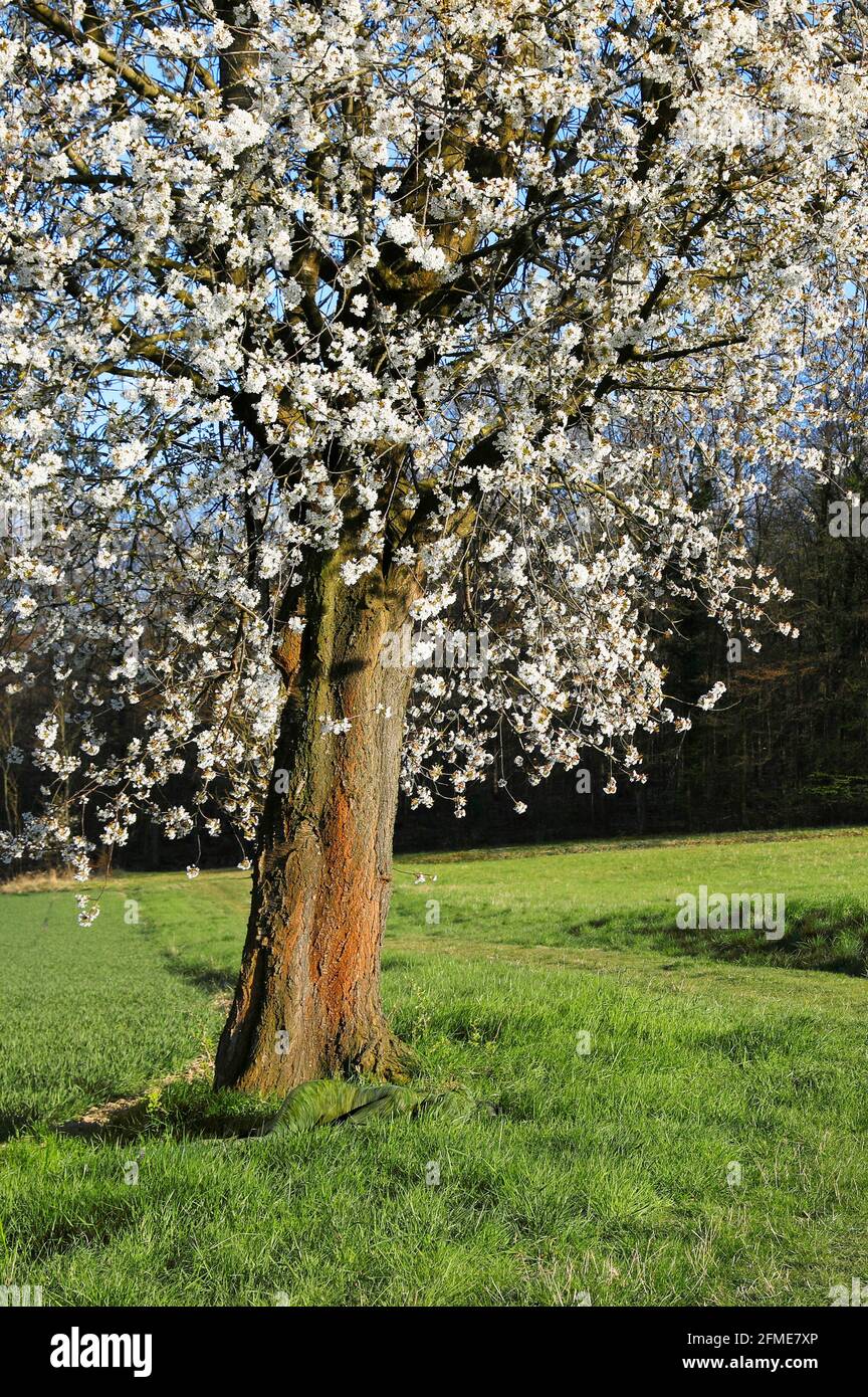 Natura Arte: Cherry Blossom photoshooting con modello Lana come bodypainting erba a Groeninger Feld in Hameln, il 5 maggio 2021 - Bodypainting artist: Joerg Duesterwald Foto Stock