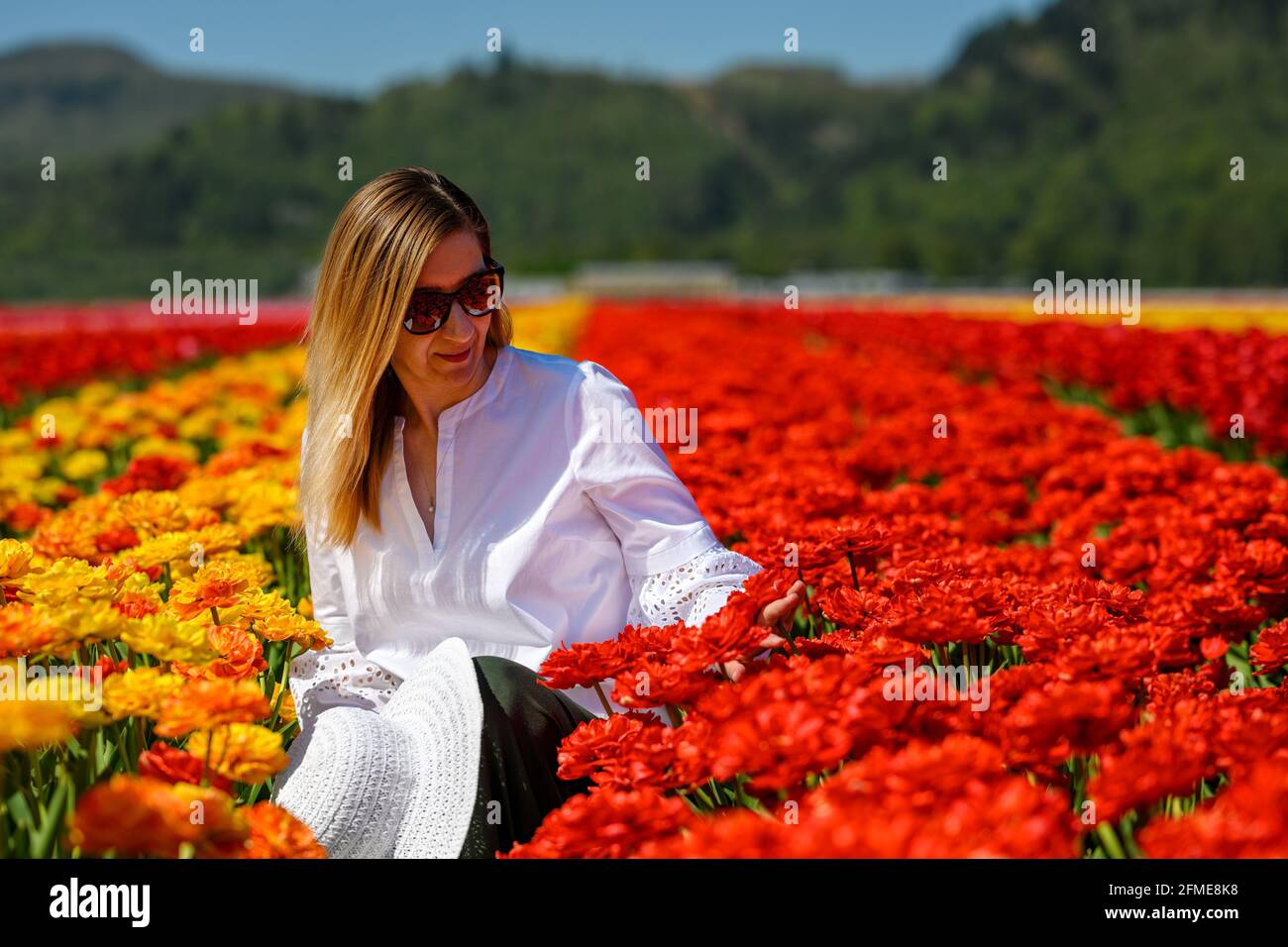 Donna di mezza età ben vestita con cappello di paglia bianca, seduta tra le file di una splendida piantagione di tulipani, mostrando amore e godendo la vista di Foto Stock