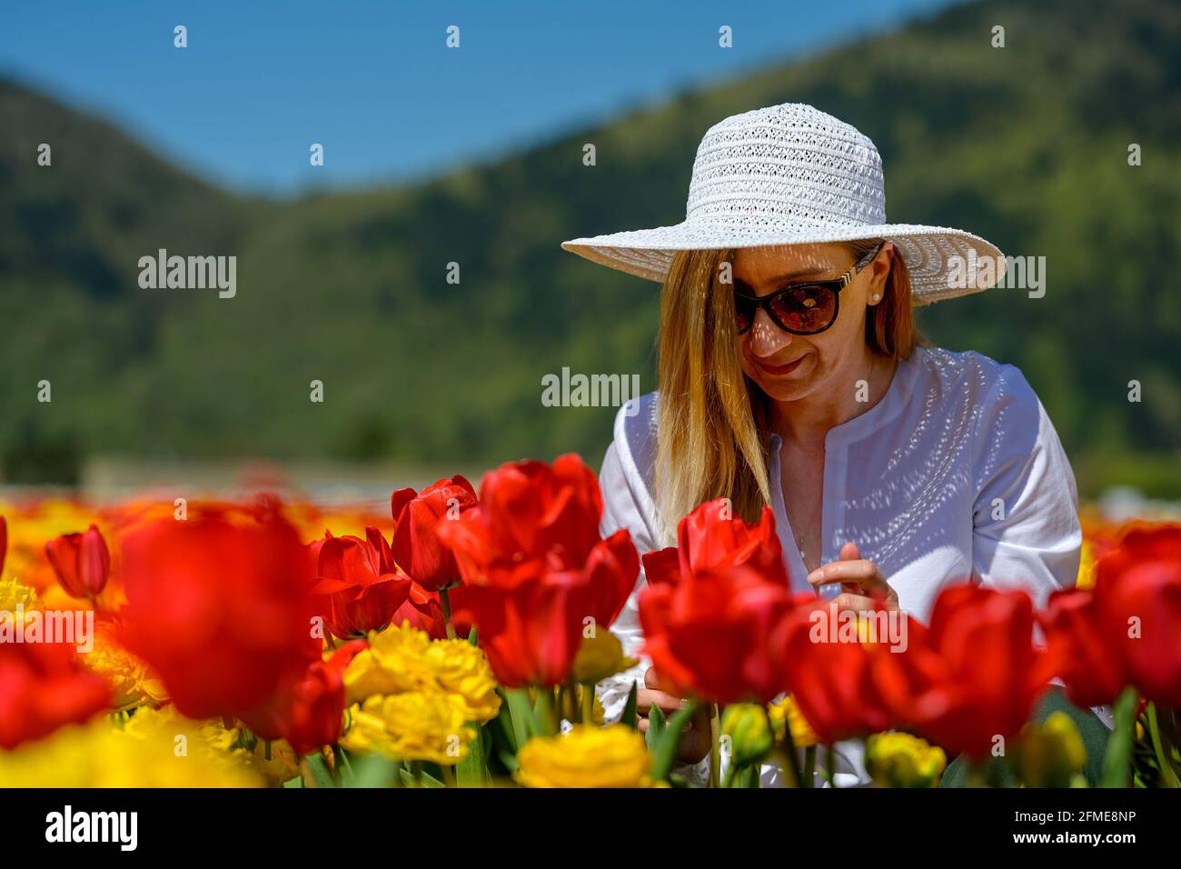 Donna di mezza età ben vestita con cappello di paglia bianca, seduta tra le file di una splendida piantagione di tulipani, mostrando amore e godendo la vista di Foto Stock