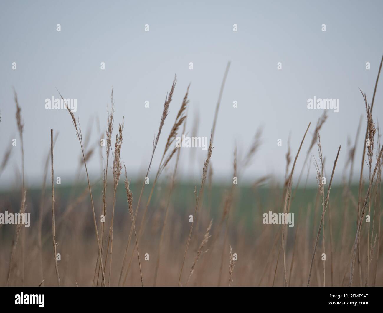 Teste di semi di erba secca delicata che oscillano contro un cielo grigio tenue ad Abbotsbury, Dorset, Inghilterra Foto Stock