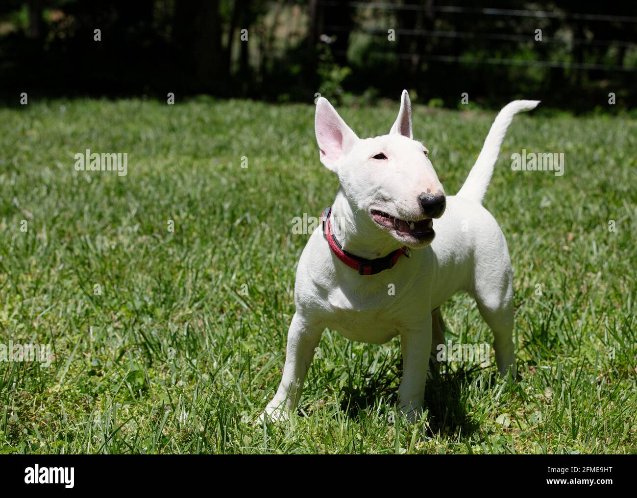 Mini toro terrier giocare sull'erba nel parco Foto Stock
