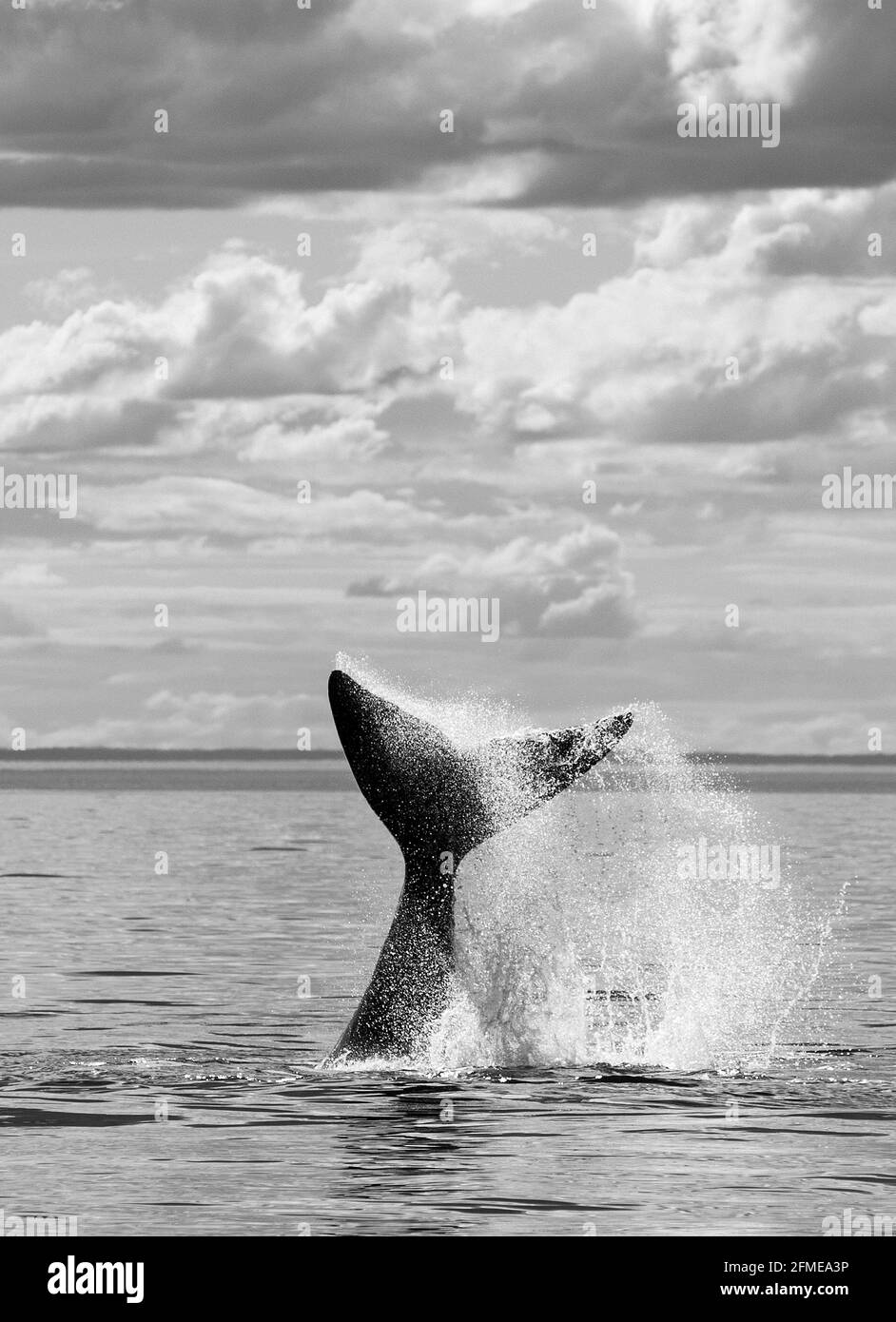 Pesca di balene a destra, Peninsula Valdes, Patrimonio dell'Umanità dell'UNESCO, Provincia di Chubut, Patagonia, Argentina. Foto Stock