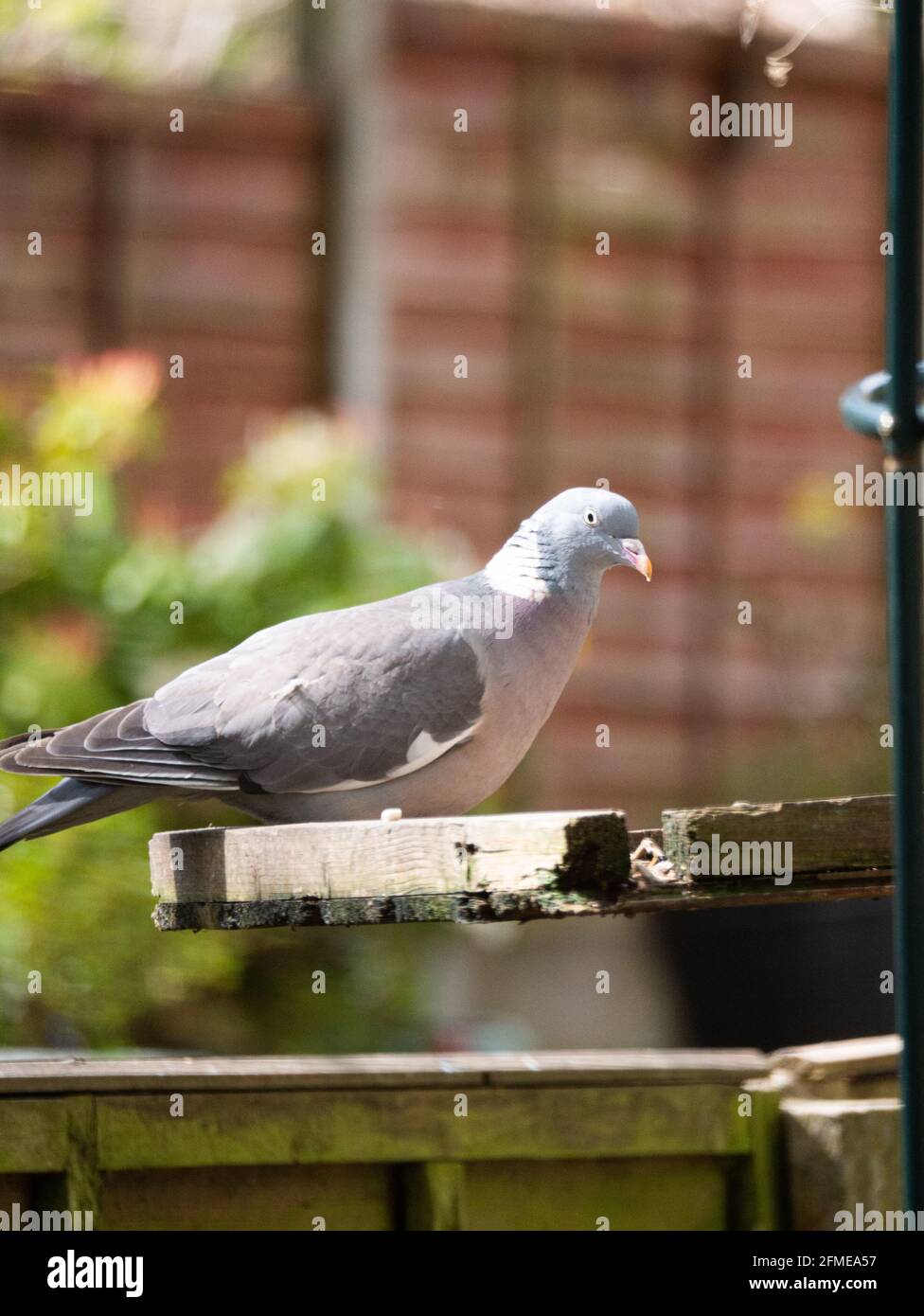 Legno Pigeon in attesa di cibo Foto Stock