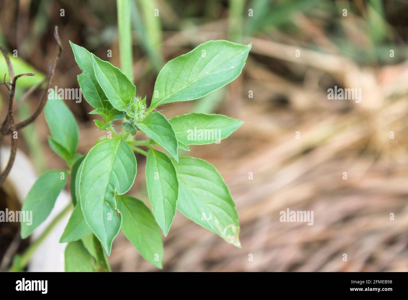 Piante di basilico verde in pentole è un vegetale locale di Thailandia Foto Stock