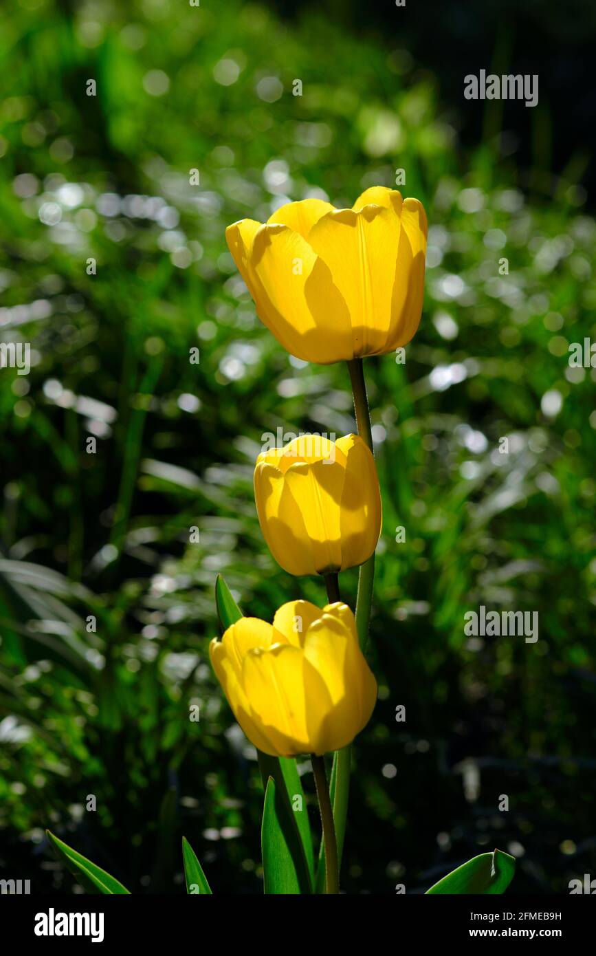Perfetto trio giallo di tulipani sul fuoco e luminoso nel sole di tarda primavera in un giardino Glebe a Ottawa, Ontario, Canada. Foto Stock