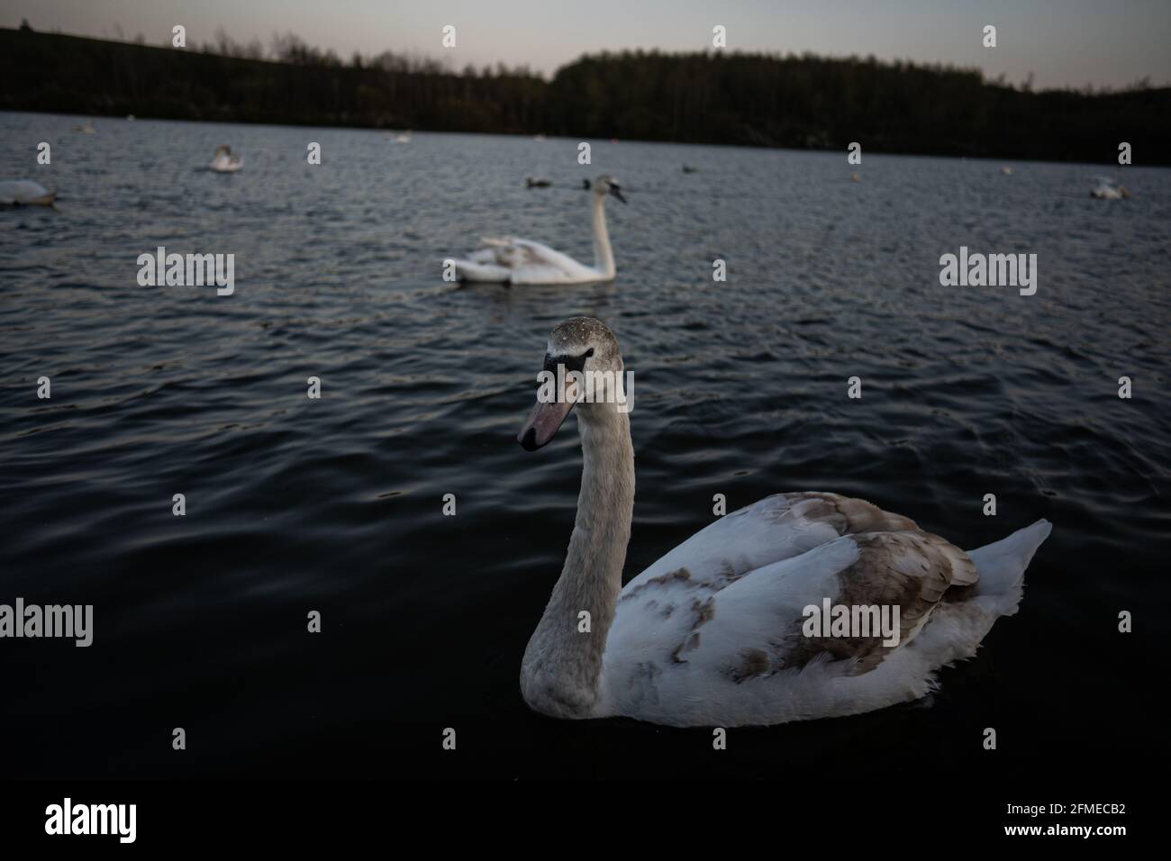 Splendide foto scattate da alcuni Swans all'Herrington Country Park nel Regno Unito. Foto Stock