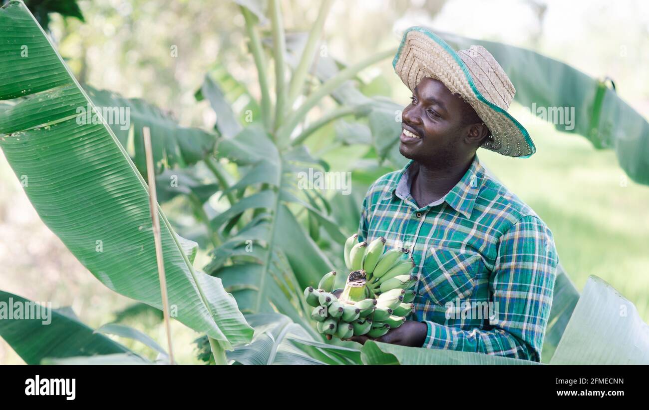 Coltivatore africano che tiene banana a Farm. Biologico o concetto di coltivazione Foto Stock
