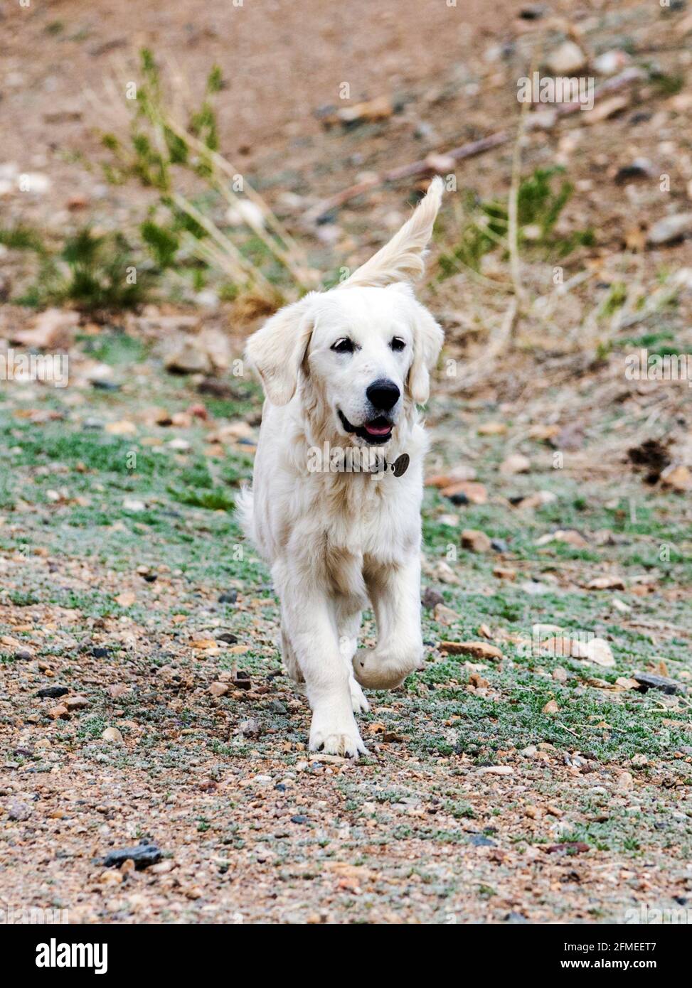 Cinque mesi di cane Golden Retriever color platino in esecuzione su un ranch centrale Colorado; USA Foto Stock