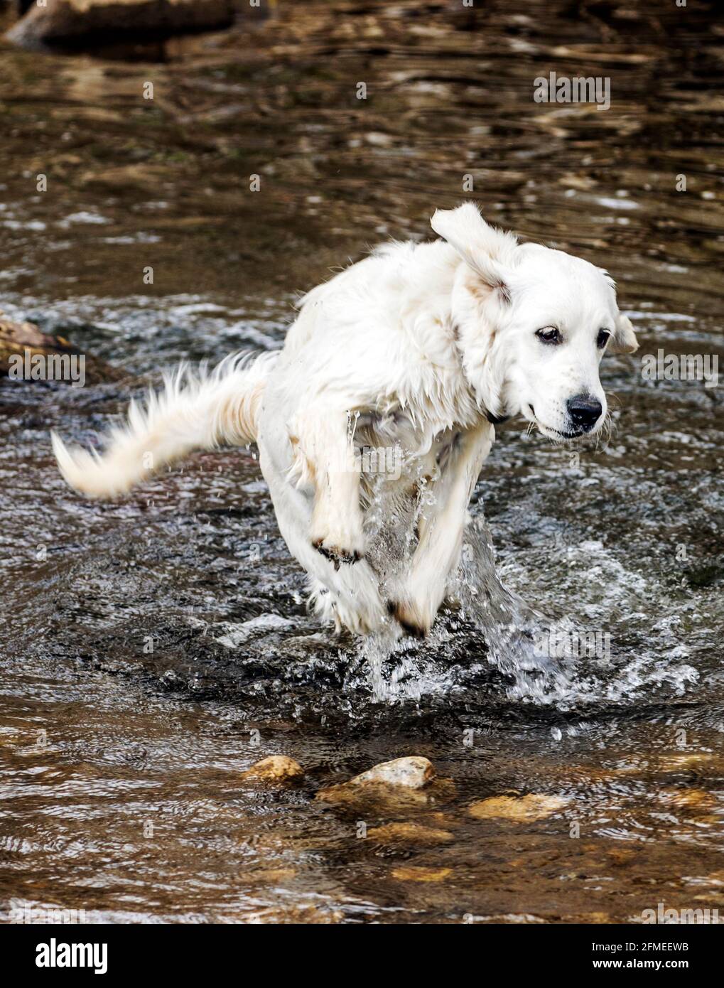 Cinque mesi di cane Golden Retriever color platino in esecuzione su un ranch centrale Colorado; USA Foto Stock
