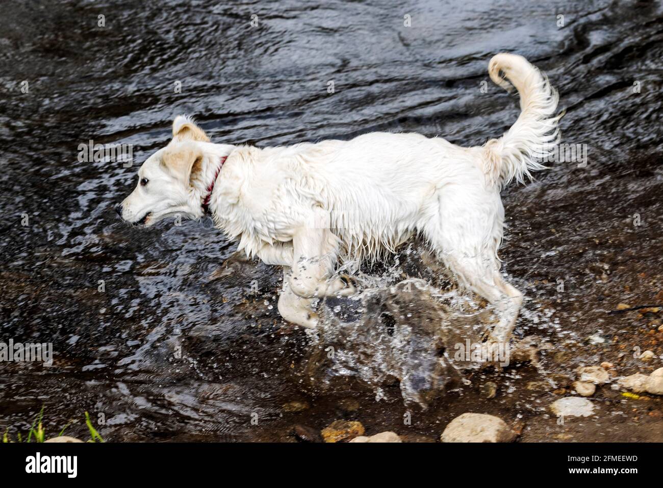 Cinque mesi di età, il cane Golden Retriever color platino nuotare nel fiume South Arkansas su un Colorado Ranch centrale; Stati Uniti Foto Stock