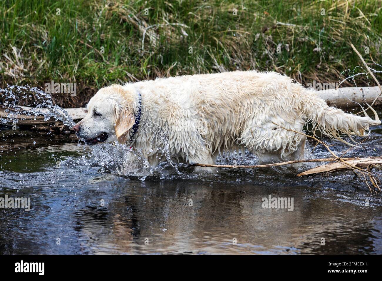 Color platino Golden Retriever cane giocando nel sud Arkansas River, Salida, Colorado, STATI UNITI D'AMERICA Foto Stock
