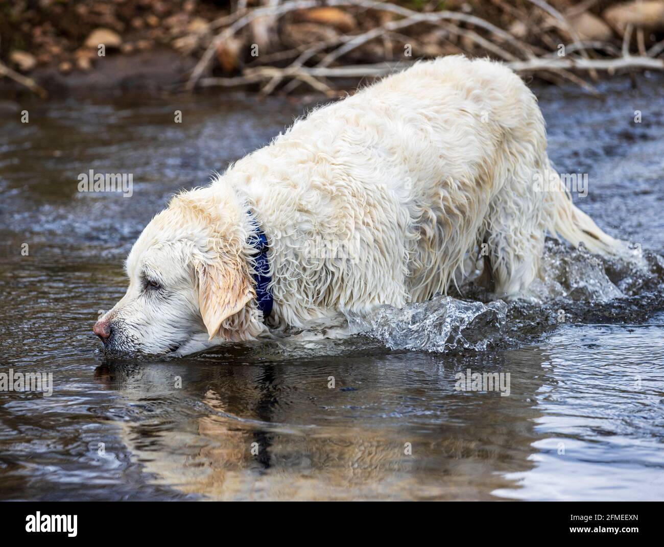Color platino Golden Retriever cane giocando nel sud Arkansas River, Salida, Colorado, STATI UNITI D'AMERICA Foto Stock