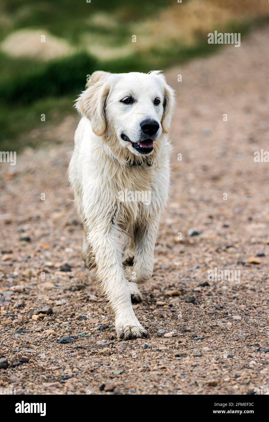 Cinque mesi di cane Golden Retriever color platino in esecuzione su un ranch centrale Colorado; USA Foto Stock